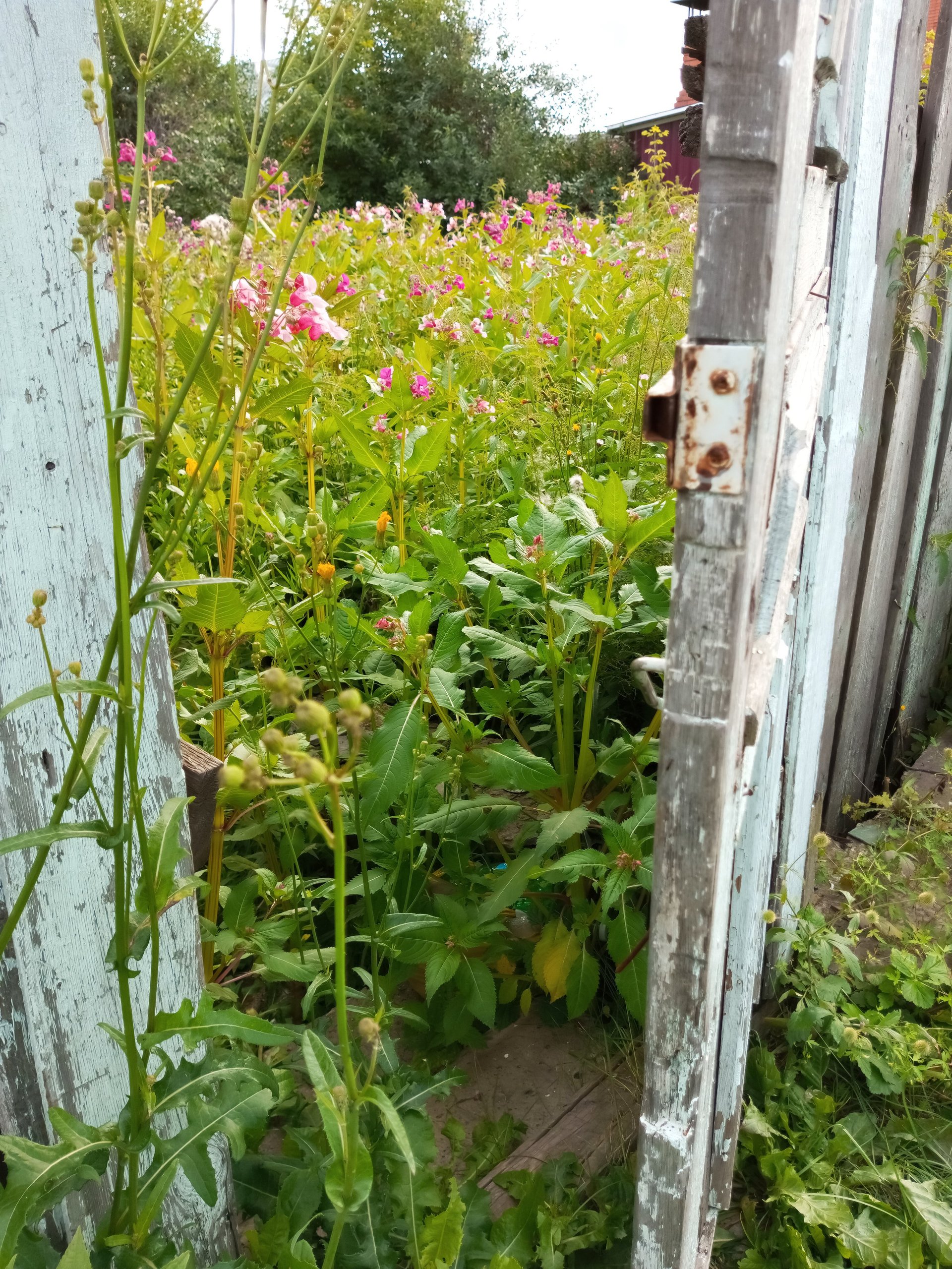 Overgrown yard with grass and wild vegetation needing fire-risk clearance
